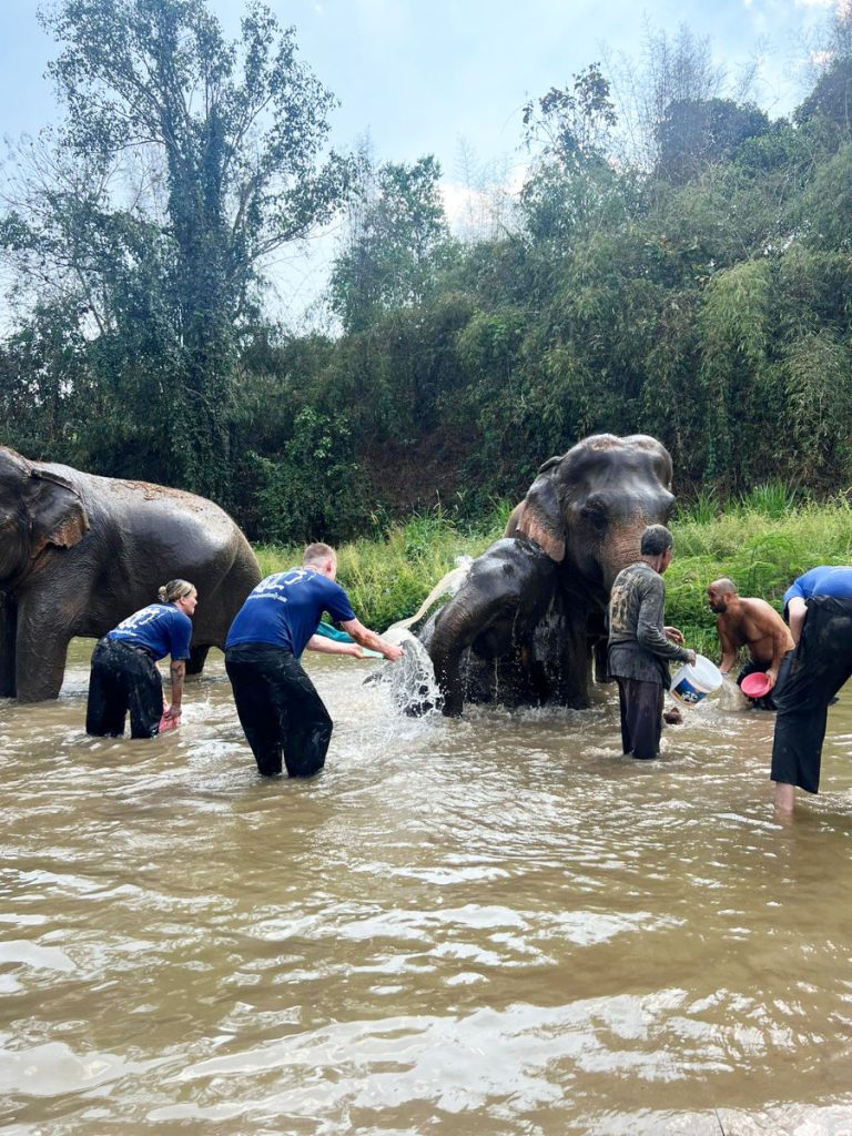 Bathing elephants at ethical sanctuary in Chiang Mai