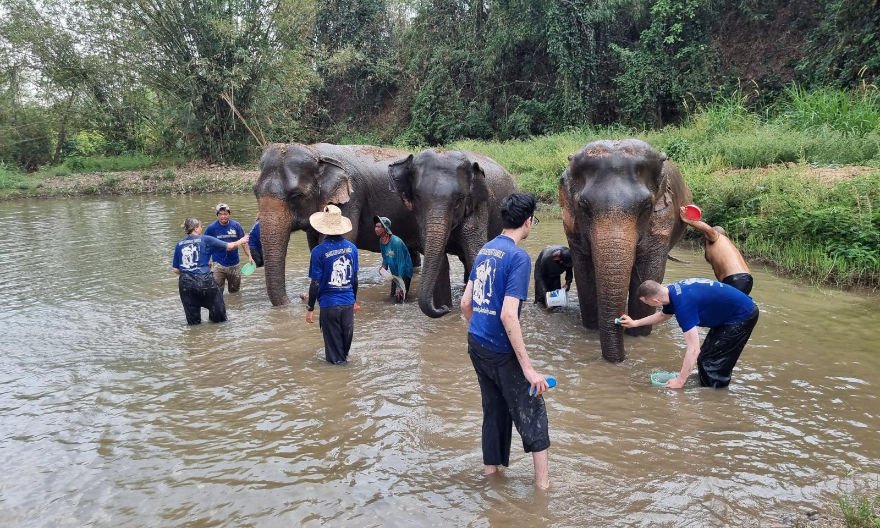 Washing elephants at ethical sanctuary in Chiang Mai
