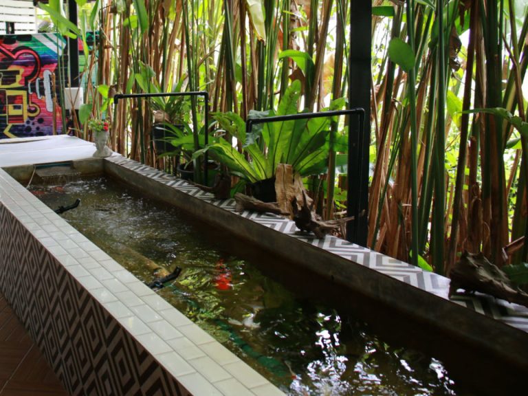 Colorful Koi fish in pond next to café