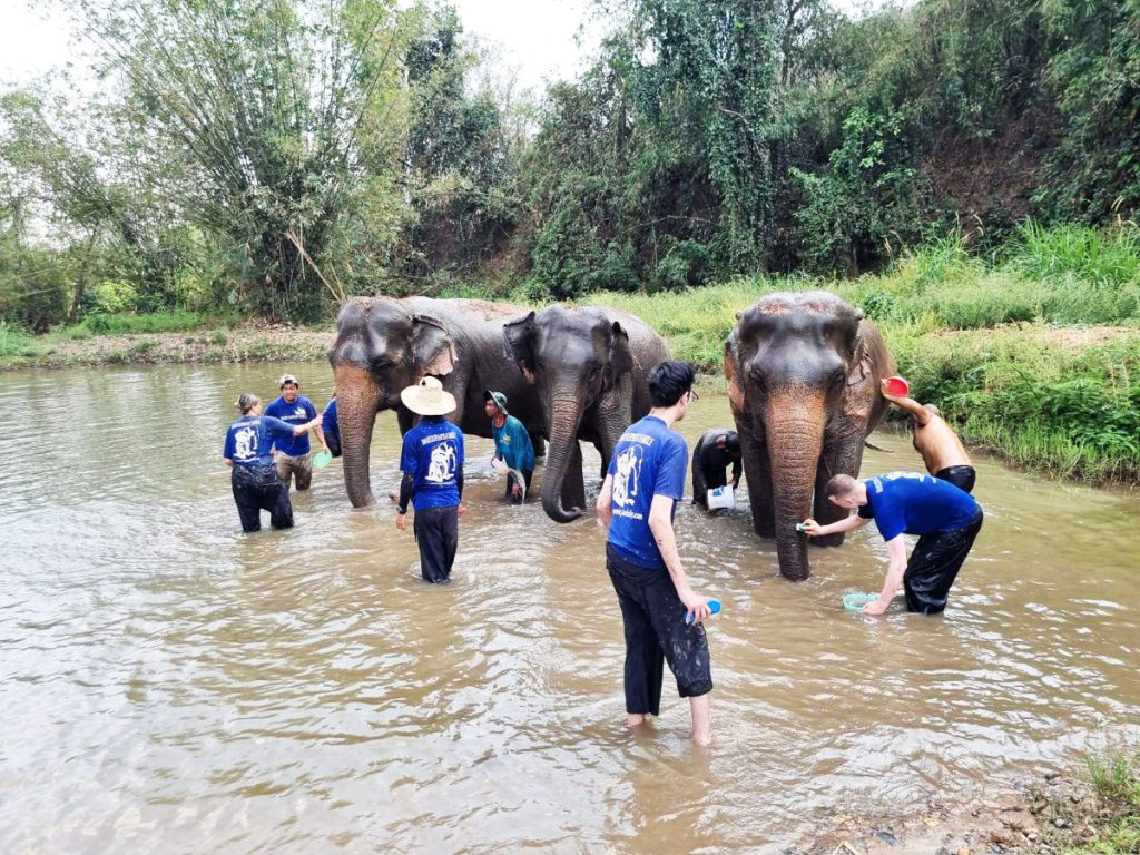 One Step residents throw water over elephants in jungle pond