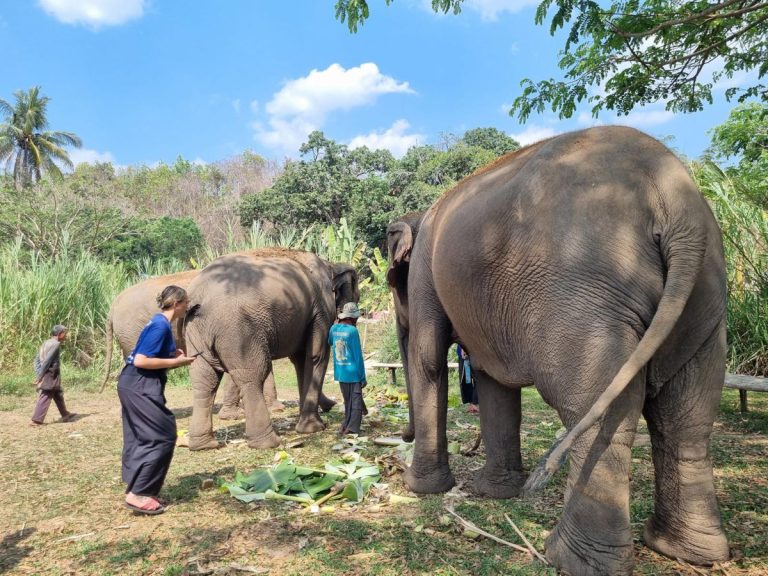 Asian elephants enjoy feeding time