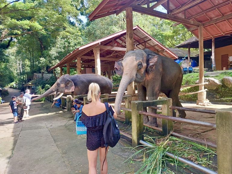 Elephants without chains enjoy interacting with visitors who have food