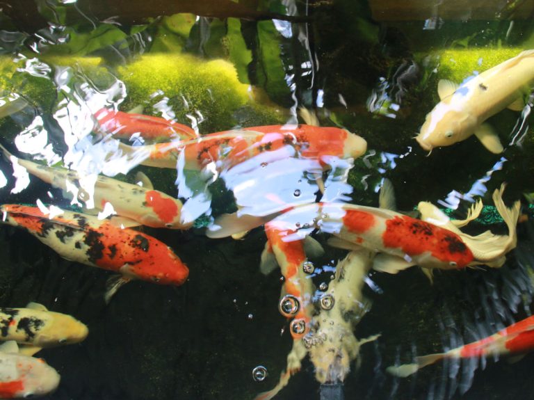 Orange, black and white koi carp swim in clean pond