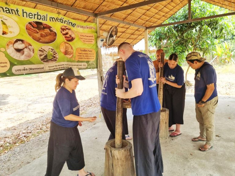 Man and woman use large mortar and pestle for grinding herbal remedies