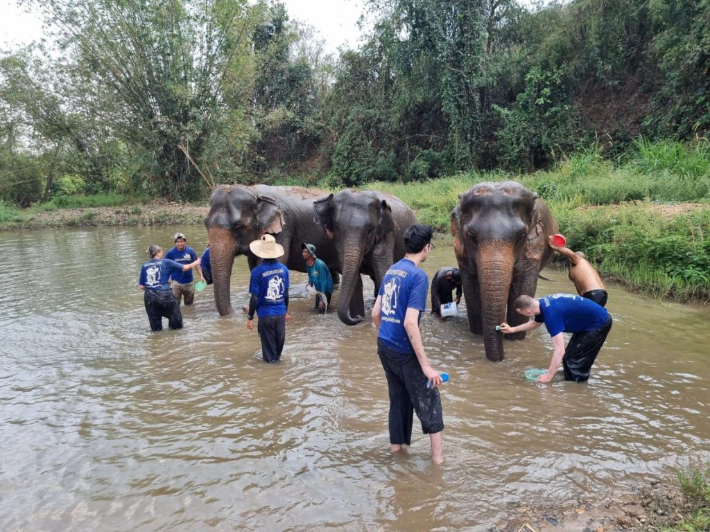 Washing elephants at the elephant sanctuary