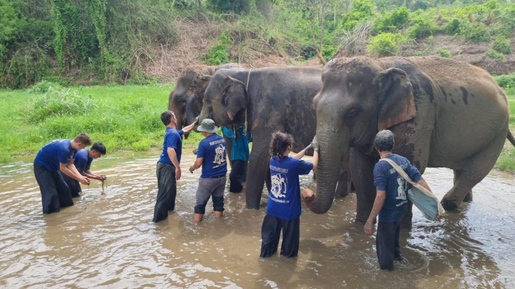 Ketamine recovery group play with elephants at local sanctuary