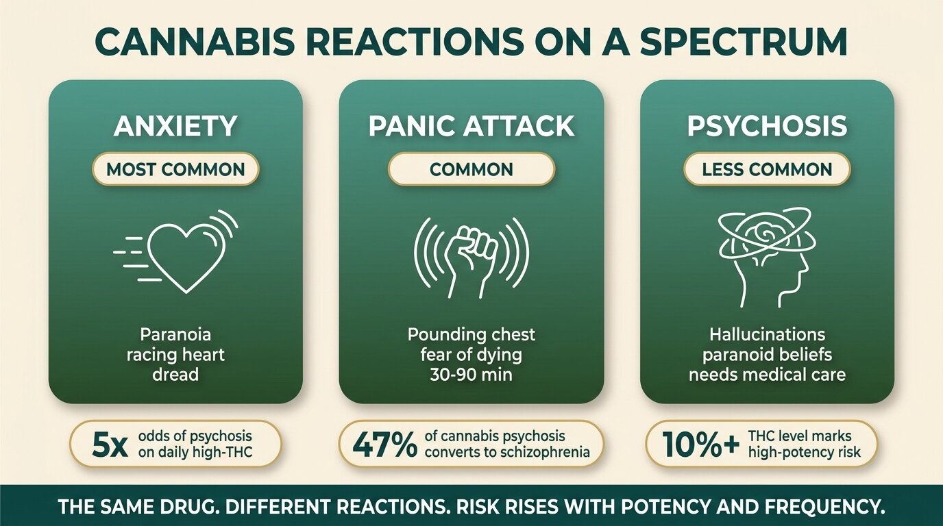 Infographic showing cannabis-induced anxiety, panic attacks and psychosis on a spectrum with prevalence and risk data