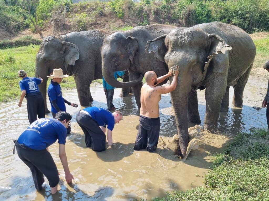 Group washing elephants at a Chiang Mai sanctuary