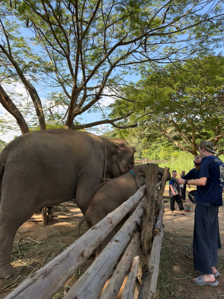 Meeting an elephant at a sanctuary near Chiang Mai
