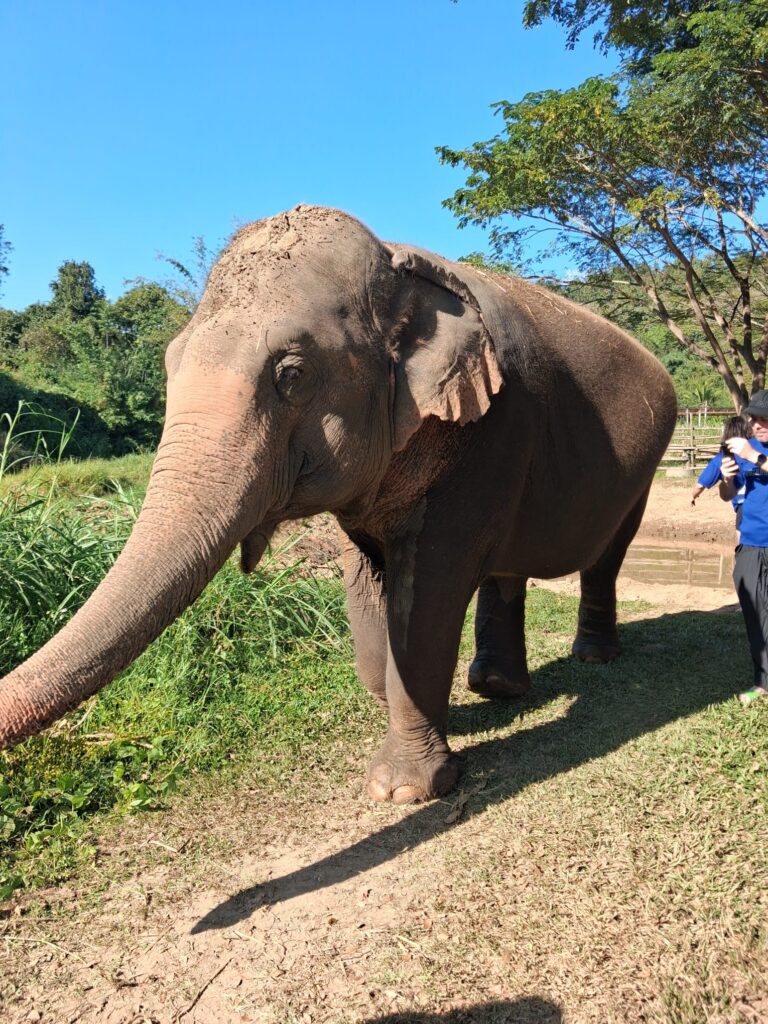 Up close with an elephant at a Chiang Mai sanctuary