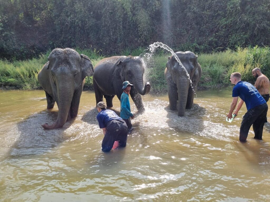 Bathing elephants at an ethical sanctuary near Chiang Mai