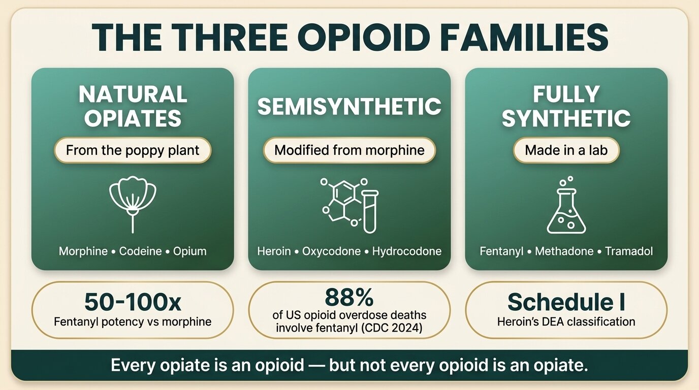 Infographic comparing natural opiates, semisynthetic opioids, and fully synthetic opioids with fentanyl potency and CDC overdose statistics